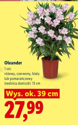 Oleander promocja w Lidl