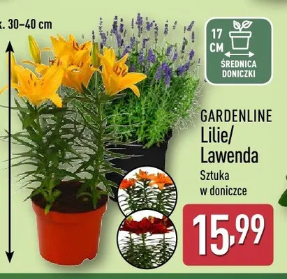 Lawenda GARDENLINE promocja w Aldi