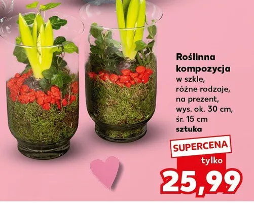 Roślinna kompozycja w szkle, różne rodzaje, na prezent promocja w Kaufland