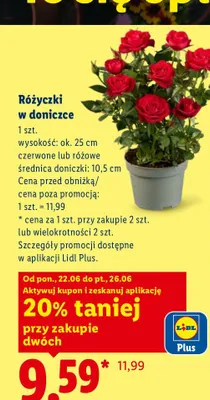 Różyczki w doniczce promocja w Lidl