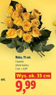 Róże wys. ok. 35 cm różne kolory promocja w Lidl