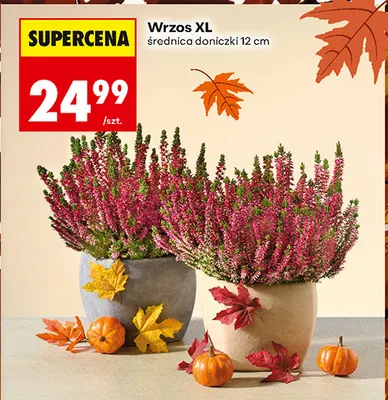 Wrzos Xl promocja w Biedronka