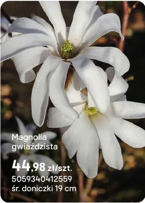 Magnolia gwiaździsta promocja w Castorama