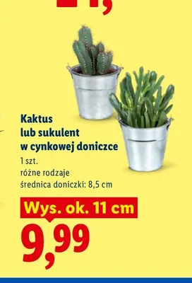 Sukulent w cynkowej doniczce promocja w Lidl