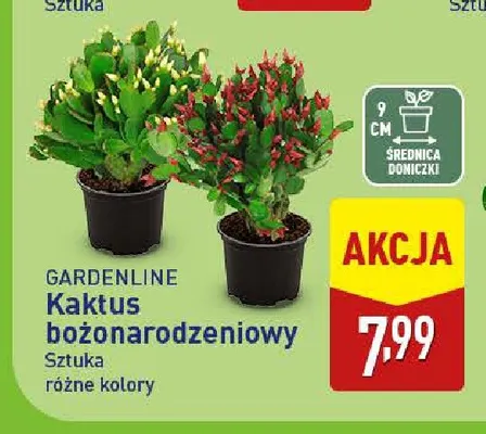 Kaktus bożonarodzeniowy Gardenline promocja w Aldi