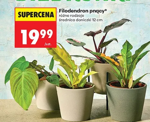 Filodendron pnący różne rodzaje promocja w Biedronka