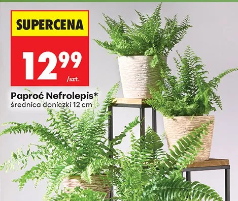 Paproć Nefrolepis promocja w Biedronka