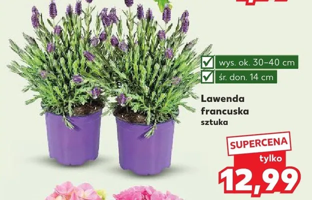 Lawenda francuska promocja w Kaufland