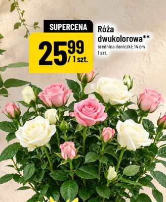 Róża dwukolorowa promocja w POLOmarket