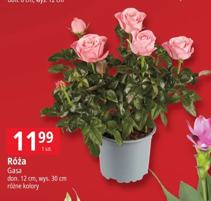 Róża Gasa don. 12cm wys. 30cm promocja w Leclerc