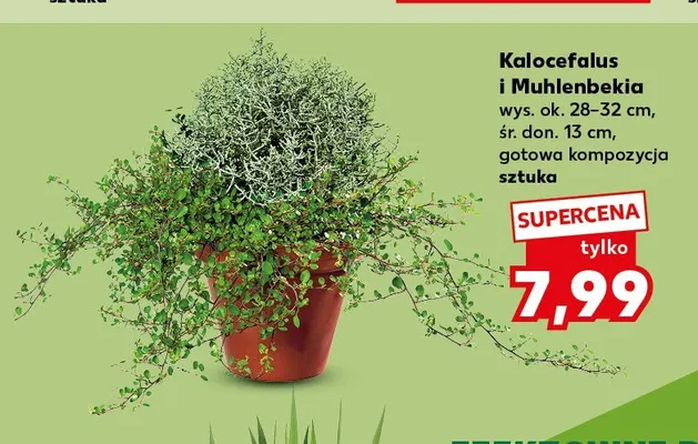 Kalocefalus i Muhlenbekia promocja w Kaufland