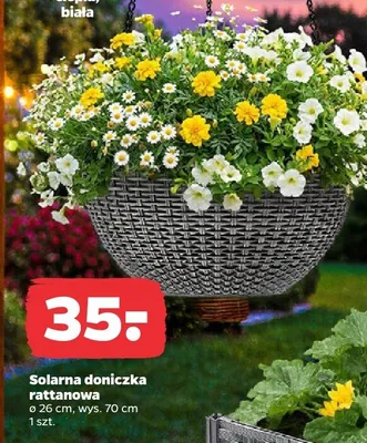 Solarna doniczka rattanowa promocja w Netto