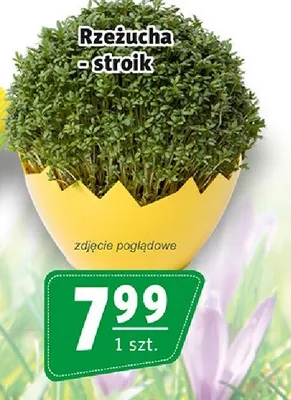 Rzeżucha - stroik promocja w Prim Market