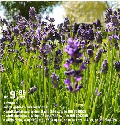 Katalog Ogród, strona 85 promocja w OBI