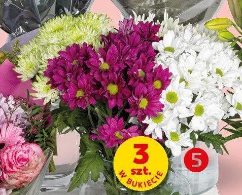 Chryzantemy dł. 50cm 3szt. w bukiecie promocja w Kaufland