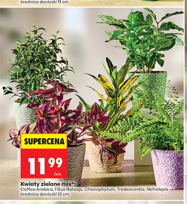Kwiaty zielone Chlorophytum promocja w Biedronka