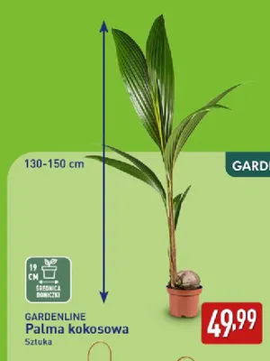 Palma kokosowa Gardenline promocja w Aldi