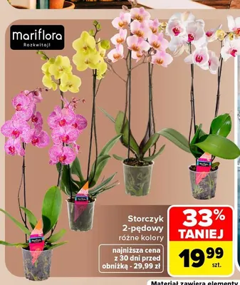 Storczyk 2-pędowy Mariflora promocja w Carrefour
