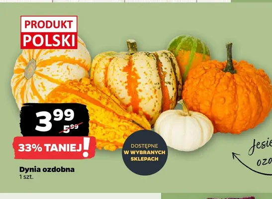 Dynia ozdobna promocja w Netto
