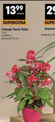 Celozja Tasty Twist promocja w Delikatesy Centrum