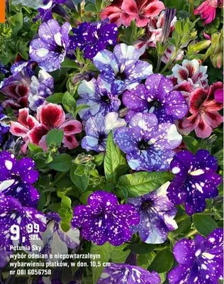 Petunia sky wybór odmian o niepowtarzalnym wybarwieniu płatków promocja w OBI