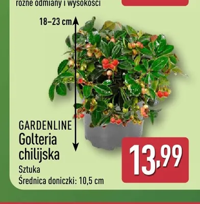 Golteria chilijska Gardenline promocja w Aldi