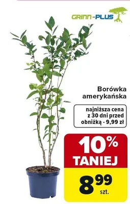 Borówka amerykańska promocja w Carrefour