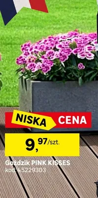 Goździk pink kisses Leroy Merlin promocja w Leroy Merlin