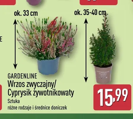 Wrzos zwyczajny Gardenline promocja w Aldi