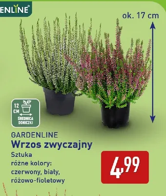 Wrzos zwyczajny Gardenline promocja w Aldi