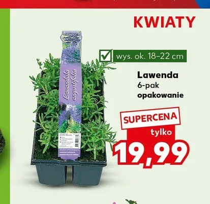 Lawenda 6-pak wys. ok. 18-22cm promocja w Kaufland