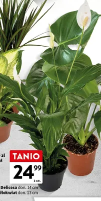 Monstera Delicosa roślina doniczkowa don. 14cm promocja w Intermarche