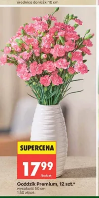 Goździk Premium 12-pak promocja w Biedronka