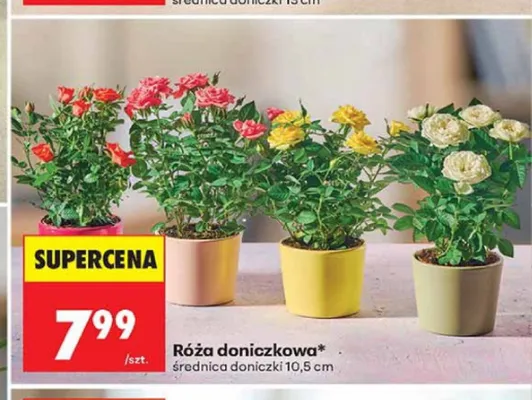 Róża doniczkowa średnica doniczki 10,5 cm promocja w Biedronka