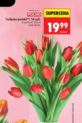 Tulipan polski, wysokość 35cm promocja w Biedronka