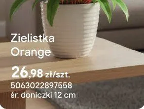 Zielistka Orange promocja w Castorama