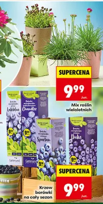 Rośliny wieloletnie mix promocja w Biedronka