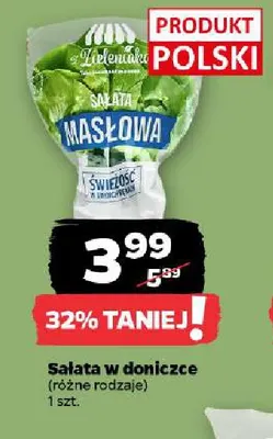 Sałata w doniczce z Zieleniaka promocja w Netto