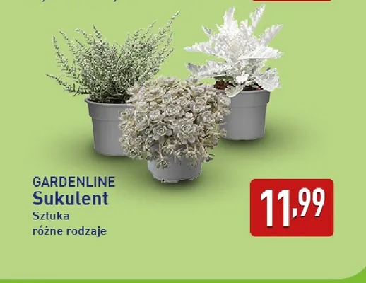Sukulent Gardenline promocja w Aldi