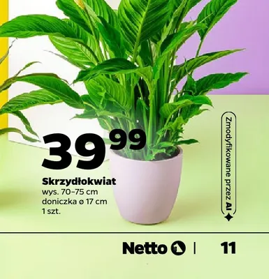 Skrzydłokwiat promocja w Netto