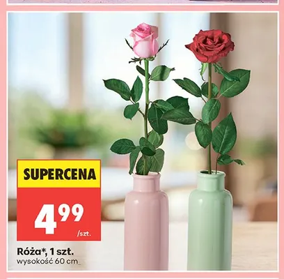 Róża 1szt. wysokość 60cm promocja w Biedronka
