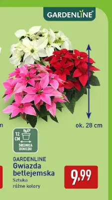 Gwiazda betlejemska Gardenline promocja w Aldi