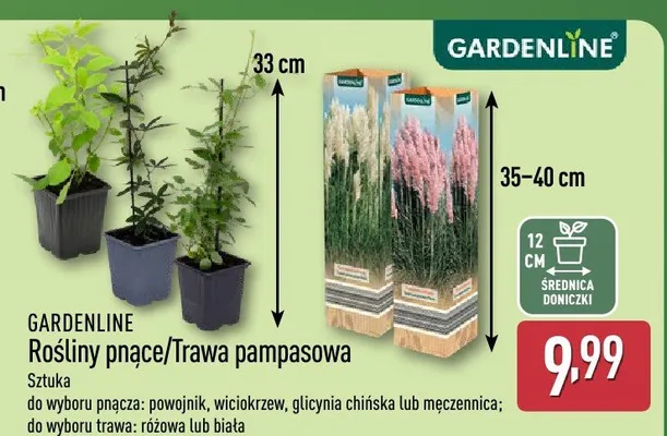 Rośliny pnące promocja w Aldi