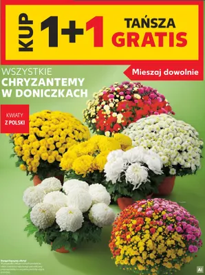 Chryzantemy w doniczkach promocja w Kaufland