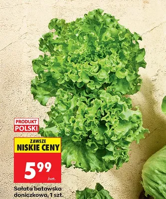 Sałata batawska doniczkowa polska promocja w Biedronka
