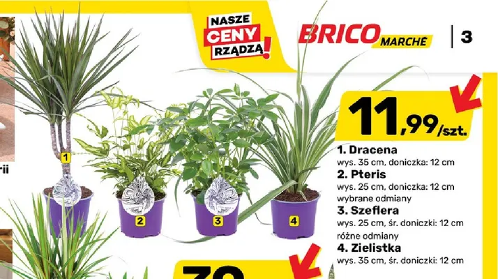 Dracena promocja w Bricomarche