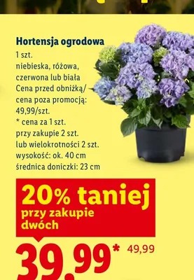 Hortensja ogrodowa różowa promocja w Lidl