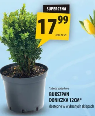 Bukszpan doniczka promocja w Arhelan