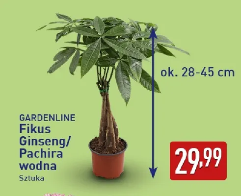 Pachira wodna Gardenline promocja w Aldi