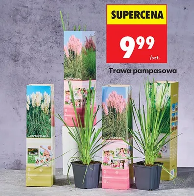 Trawa pampasowa promocja w Biedronka
